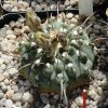 Gymnocalycium_vateri